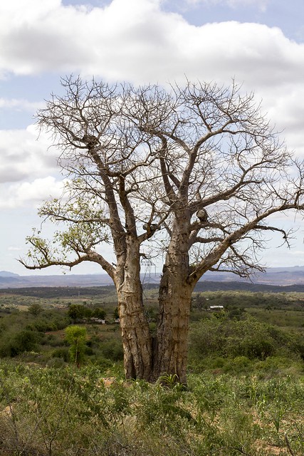 Strengthening the Use of Research in Environmental Policy Processes in South Africa